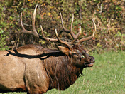 Great Smoky Mountains National Park