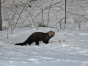 white mt national forest