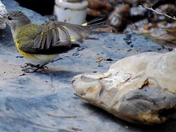 Laguna Atascosa National Wildlife Refuge