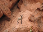 Capitol Reef National Park