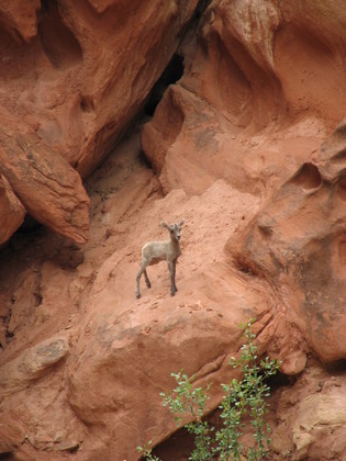 Capitol Reef National Park