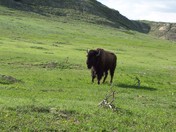 Theodore Roosevelt National Park/North Dakota