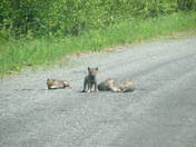 Superior National Forest