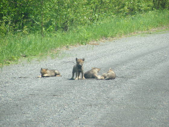 Superior National Forest
