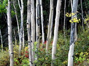 Denali National Park and Preserve