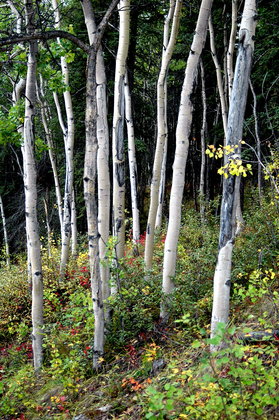 Denali National Park and Preserve