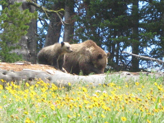 Yellowstone National Park