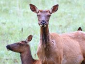 National Bison Range