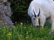 Glacier National Park
