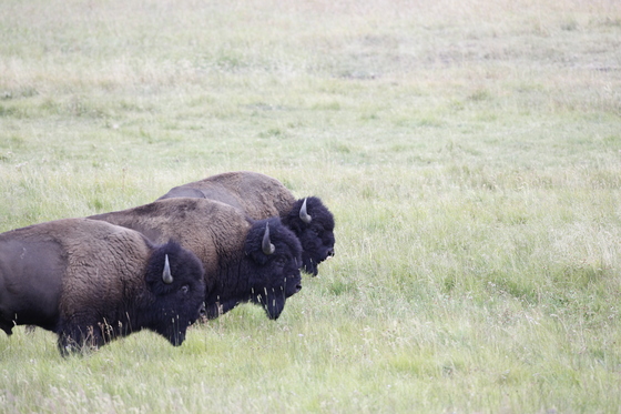 Yellowstone National Park