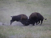 Yellowstone National Park