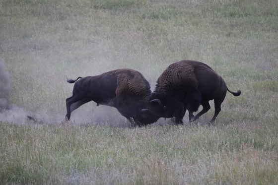 Yellowstone National Park