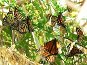 Gulf Islands National Seashore