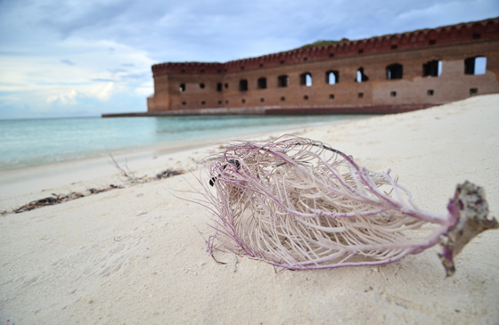 Dry Tortugas National Park