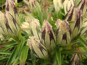 Denali National Park