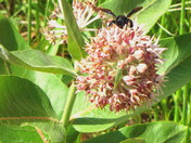 Capitol Reef National Park