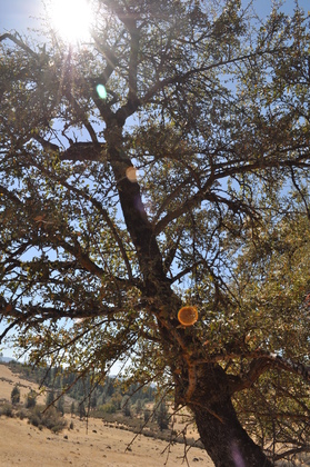 Stanislaus National Forest