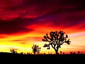 Joshua Tree National Park
