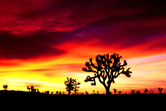 Joshua Tree National Park