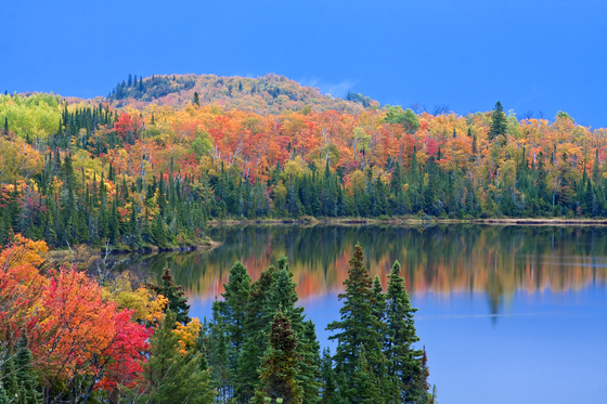 Superior National Forest