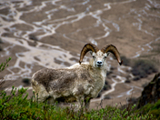 Denali National Park