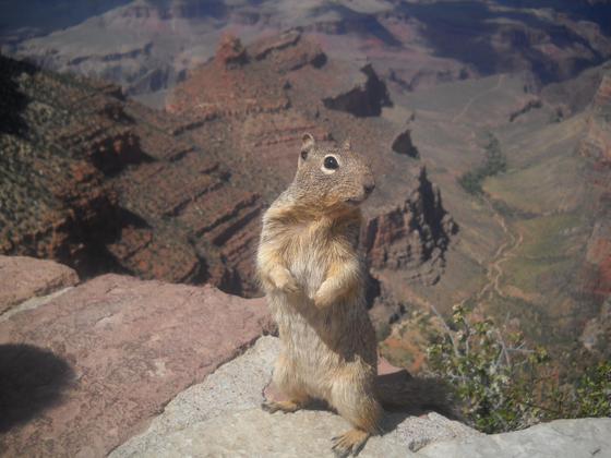 Grand Canyon