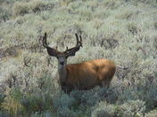 Teton National Forest