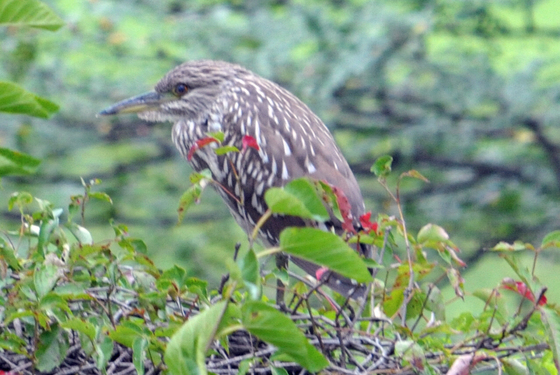 John Heinz NWR
