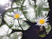 Cameron Prairie National Wildlife Refuge