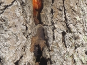 Banks Lake National Wildlife Refuge