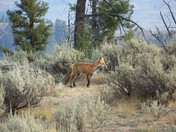 Yellowstone National State Park