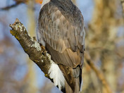 Goshawk