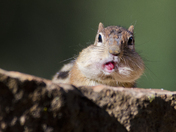 Apache-Sitgreaves National Forest at Woods Canyon Lake