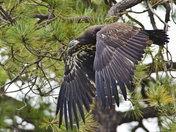 Apache-Sitgreaves National Forest