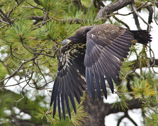 Apache-Sitgreaves National Forest