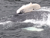 Kenai Fjords National Park
