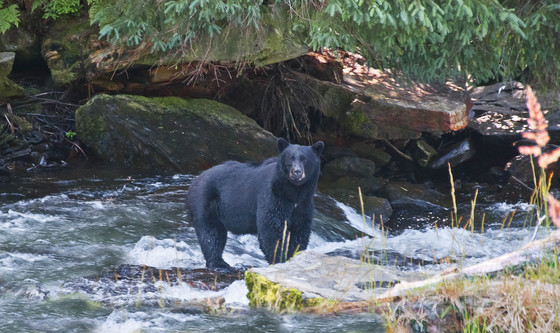 Juneau National Park/Alaska