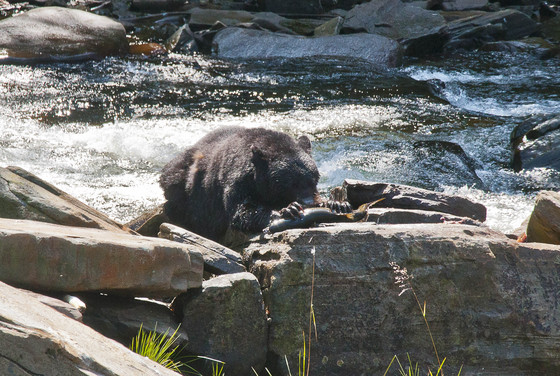 Juneau National Park/Alaska