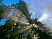 Redwood National and State Parks