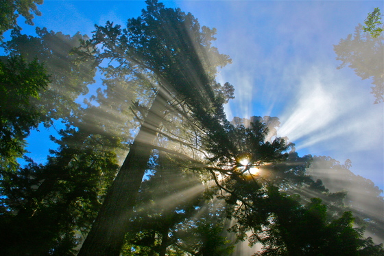 Redwood National and State Parks