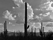 Saguaro National Park, West