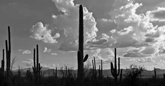 Saguaro National Park, West