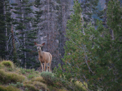 Sawtooth National Forest