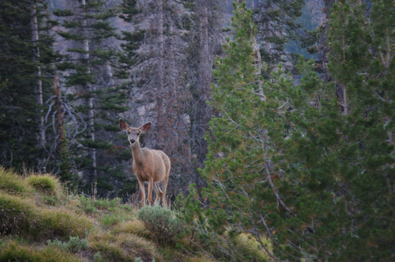 Sawtooth National Forest