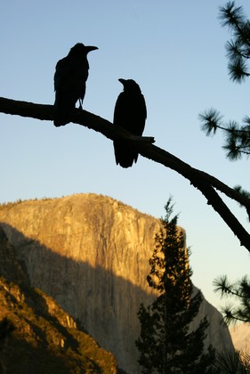 Yosemite National Park