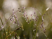 White River National Forest 