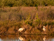 Canaveral National Seashore