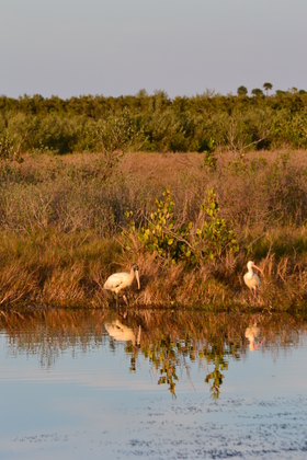 Canaveral National Seashore