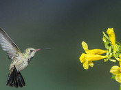 Coronado National Forest