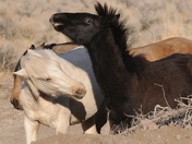Bureau of Land Management, NV